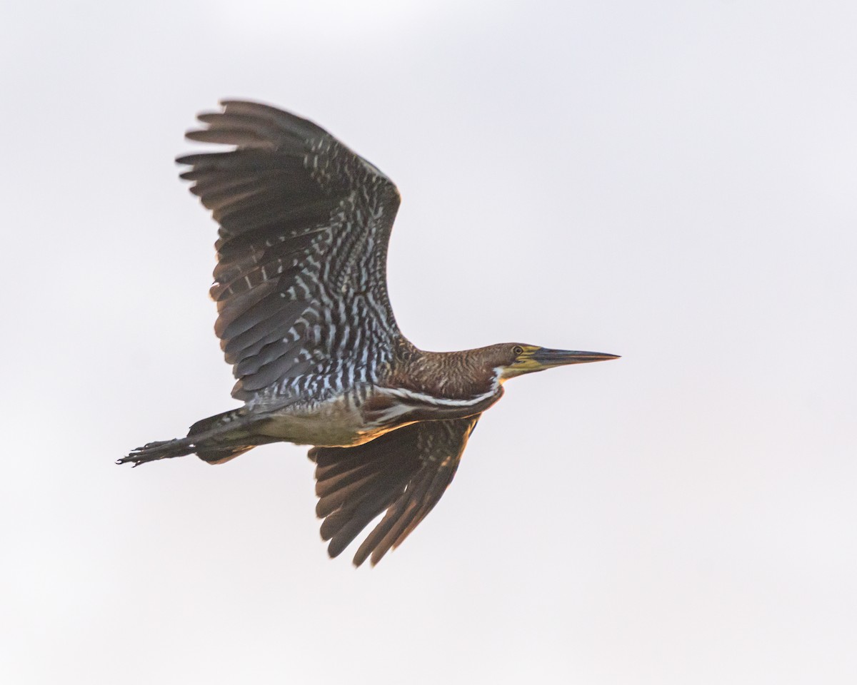 Rufescent Tiger-Heron - Carlos Rossello