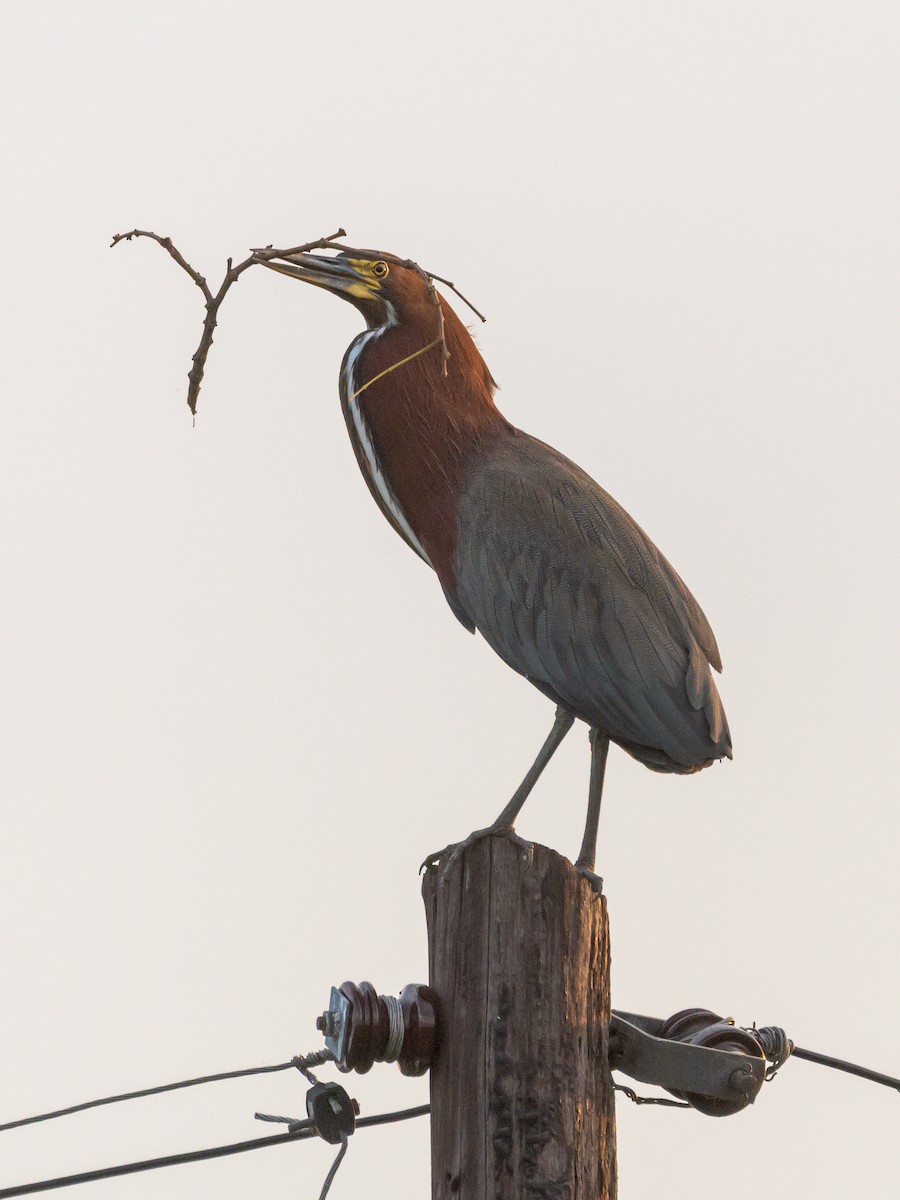 Rufescent Tiger-Heron - Carlos Rossello