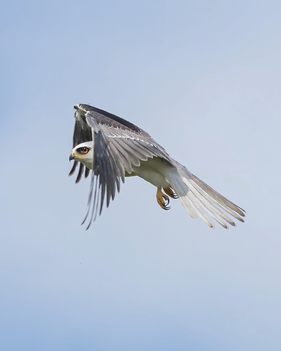 White-tailed Kite - Carlos Rossello