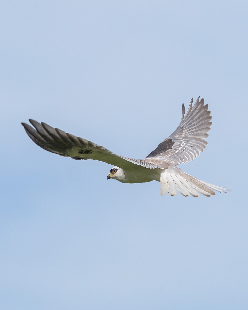 White-tailed Kite - Carlos Rossello