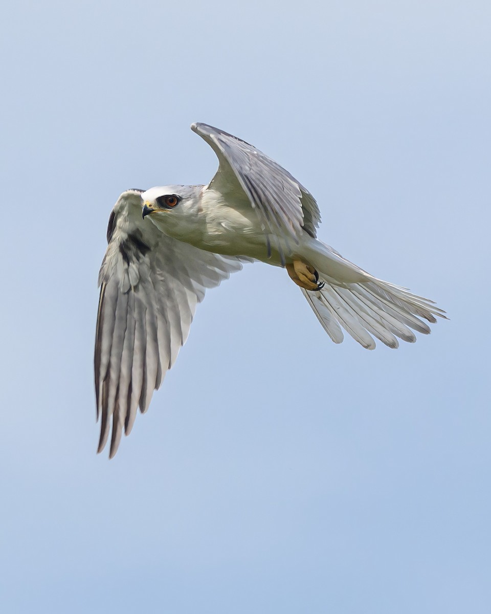 White-tailed Kite - Carlos Rossello