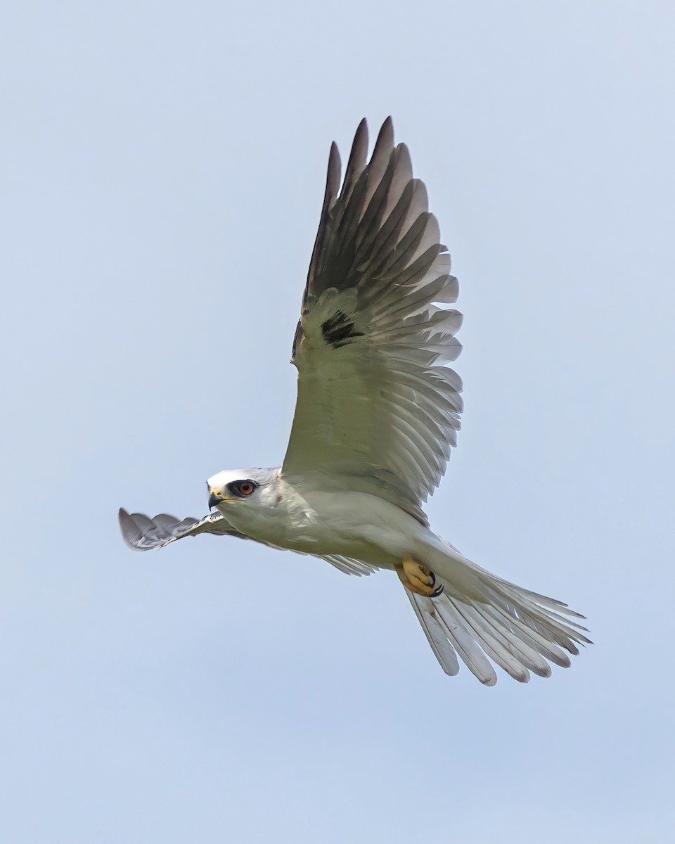 White-tailed Kite - Carlos Rossello