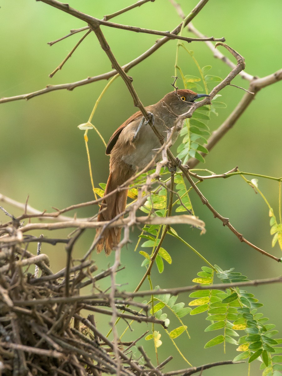 Greater Thornbird - ML465729681