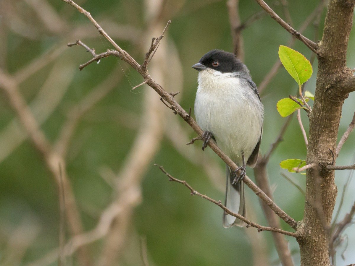 Black-capped Warbling Finch - Carlos Rossello