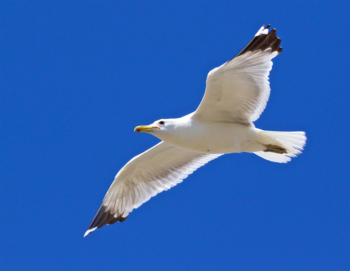 California Gull - ML465730441