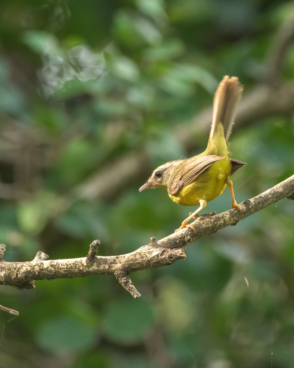 Golden-crowned Warbler - ML465730621