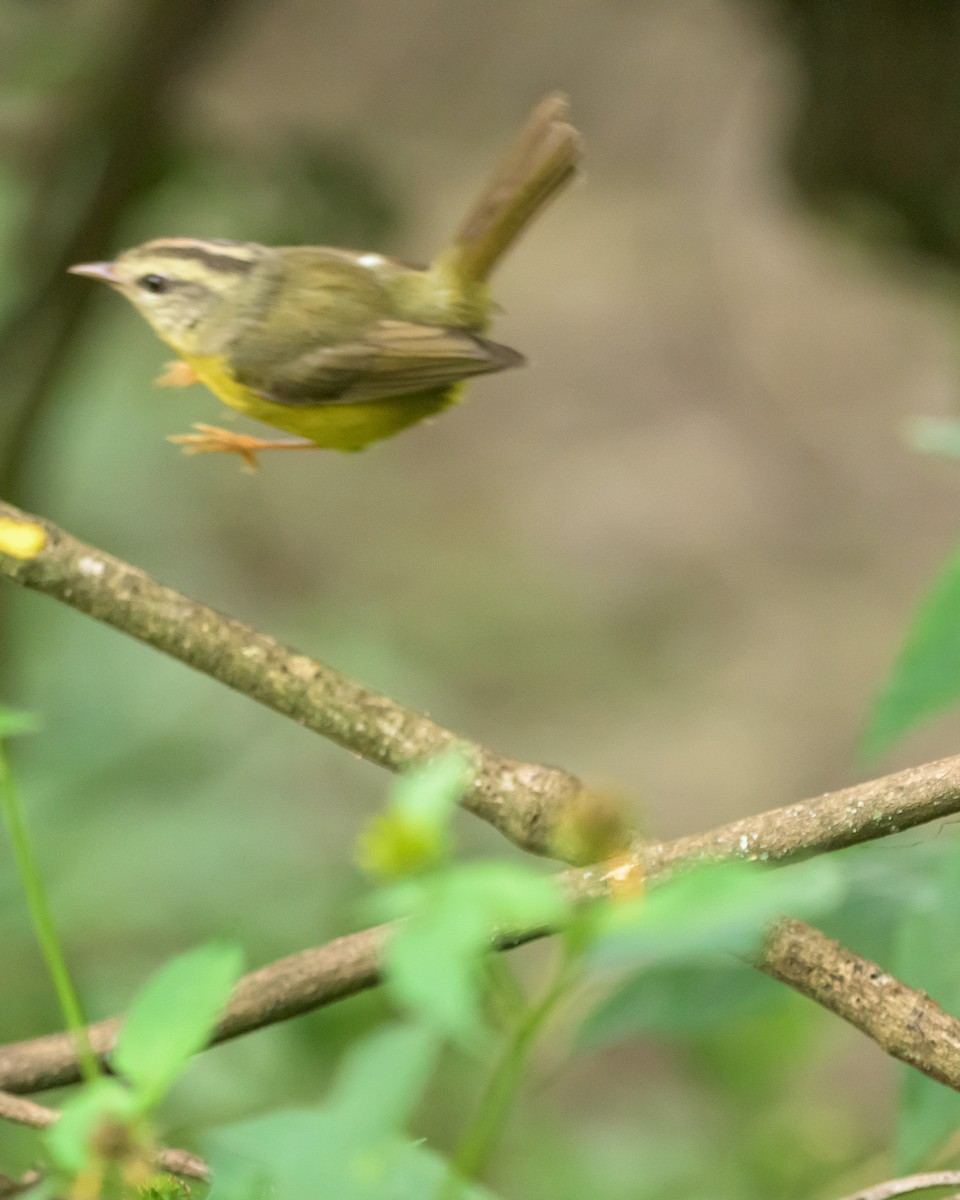 Golden-crowned Warbler - ML465730641