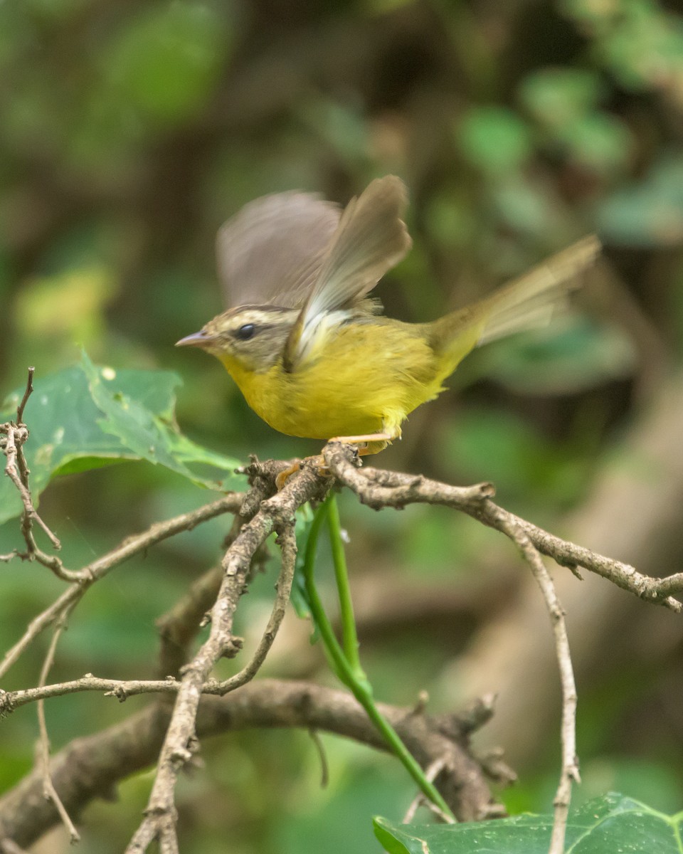 Golden-crowned Warbler - ML465730651