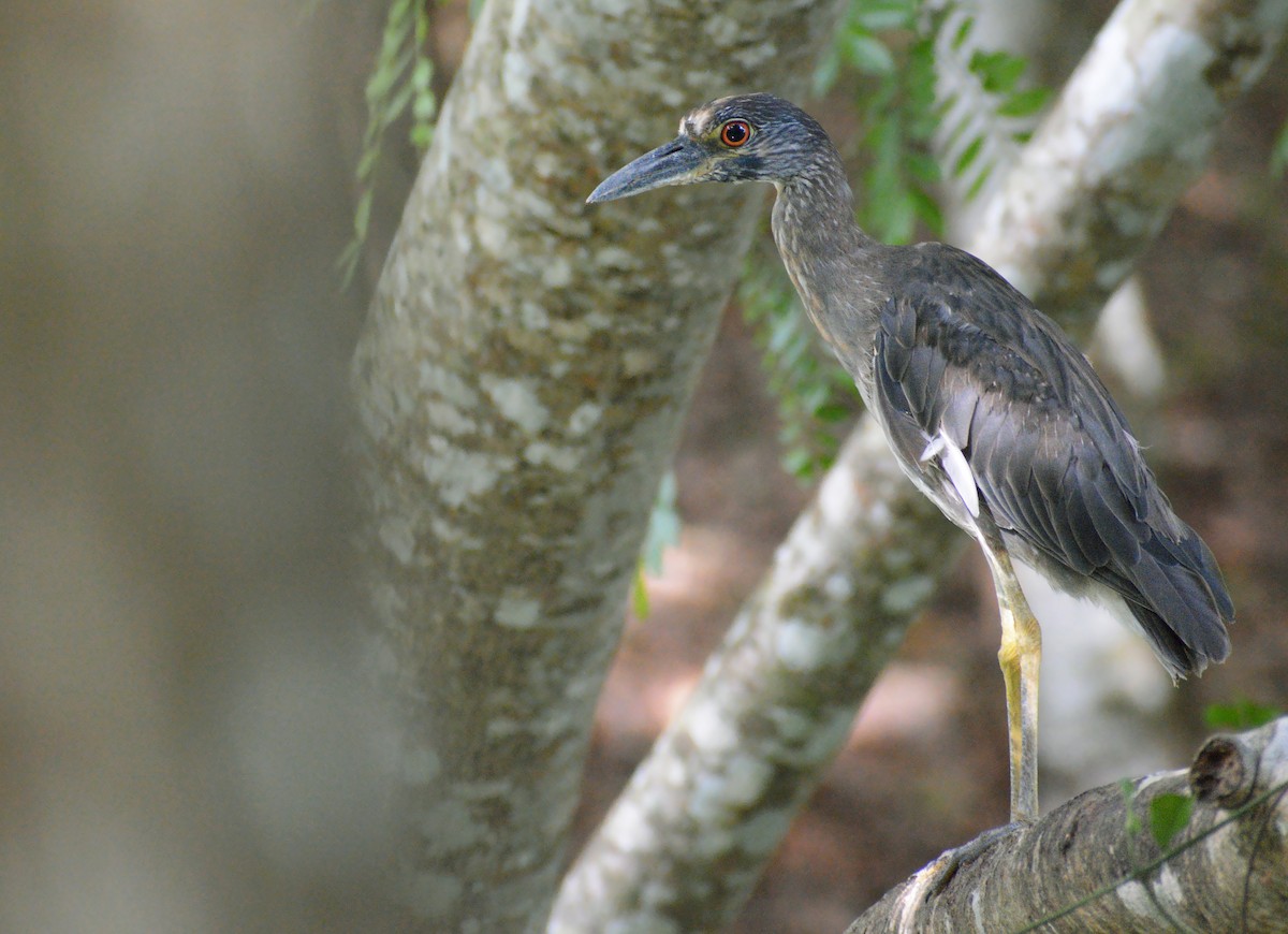 Yellow-crowned Night Heron - ML465731741