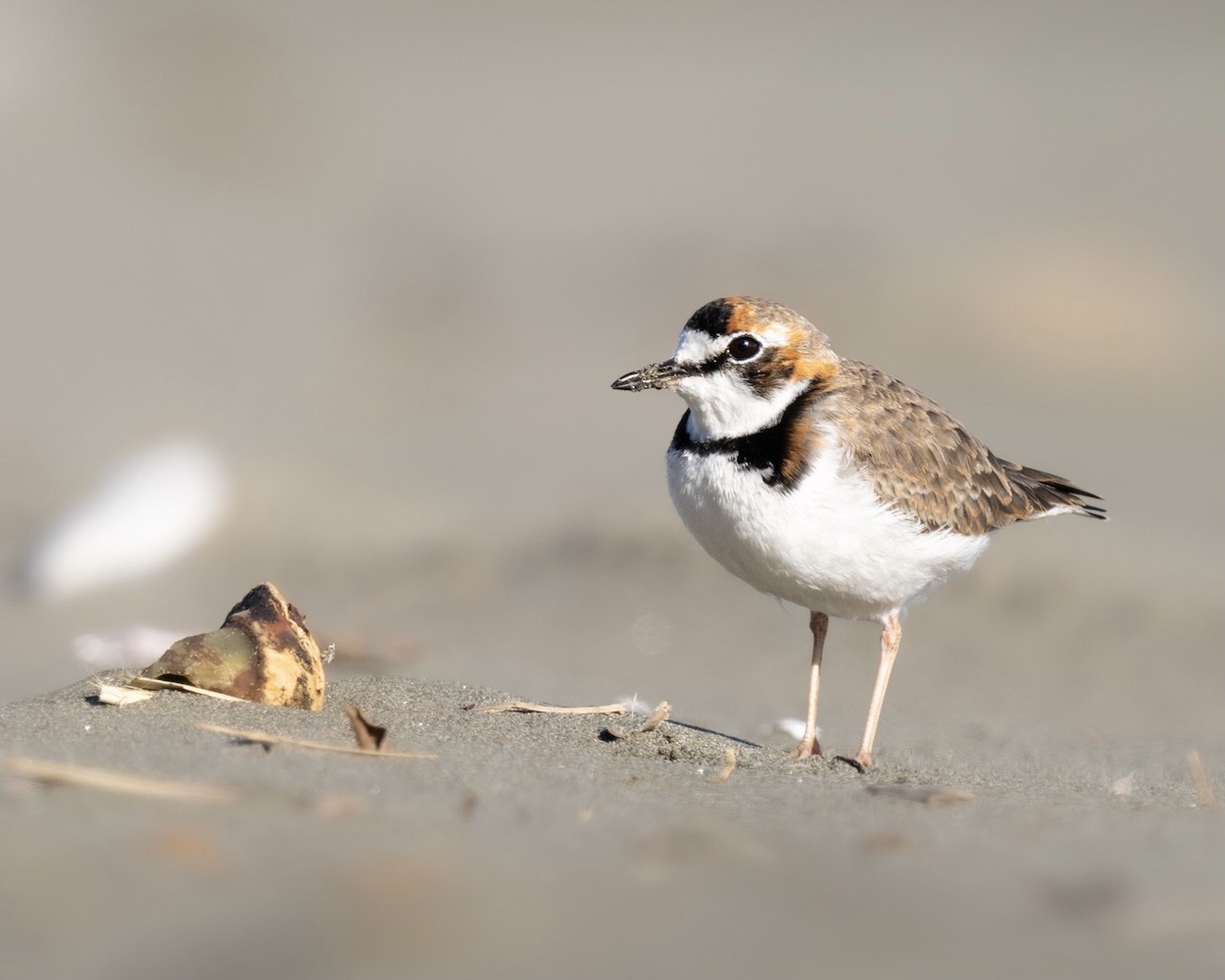 Collared Plover - Rister Ojeda Vera