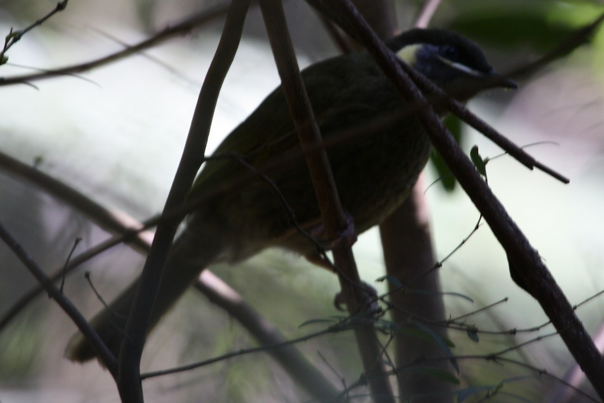 Lewin's Honeyeater - ML465732421