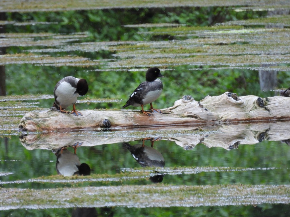 Barrow's Goldeneye - ML465732451