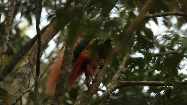 アカカザリフウチョウ - ML465733