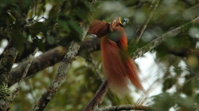 アカカザリフウチョウ - ML465734