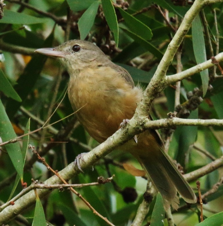 Rufous Shrikethrush - ML46573401
