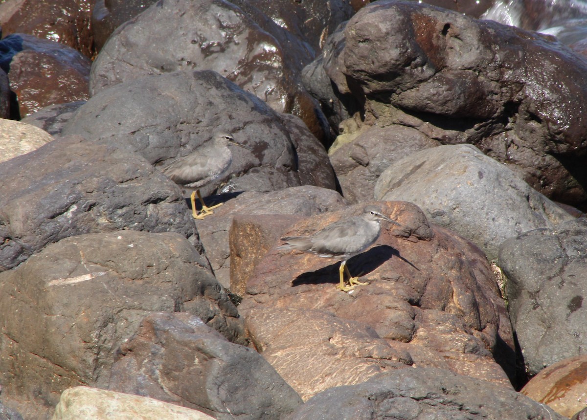 Wandering Tattler - ML465734721