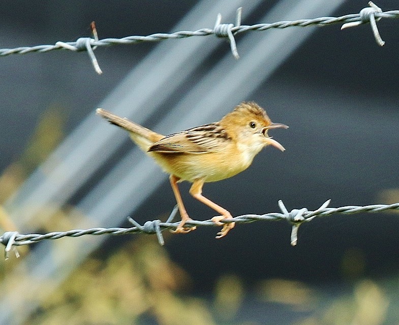 Golden-headed Cisticola - ML46573491