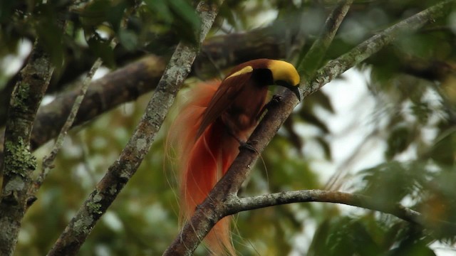 Raggiana Bird-of-Paradise - ML465735