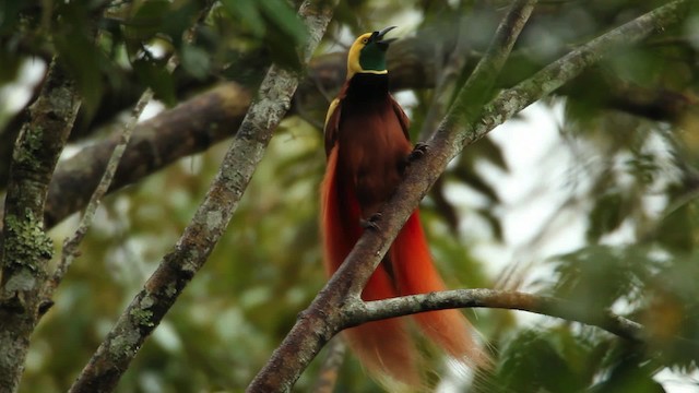 Raggiana Bird-of-Paradise - ML465736