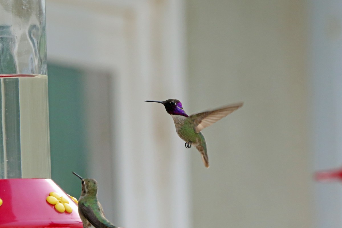 Costa's Hummingbird - Nigel Voaden