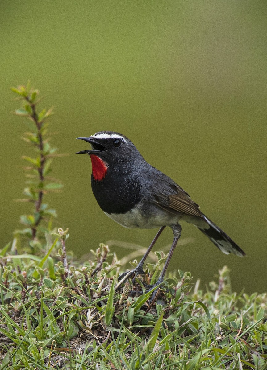 Himalayan Rubythroat - ML465736361