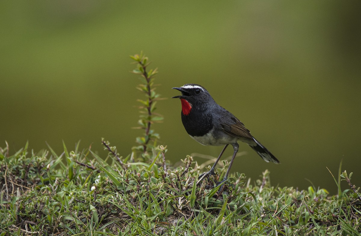 Himalayan Rubythroat - ML465736401