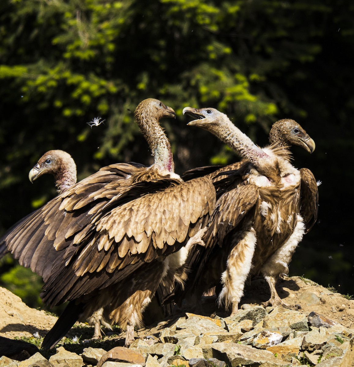 Himalayan Griffon - ML465736491