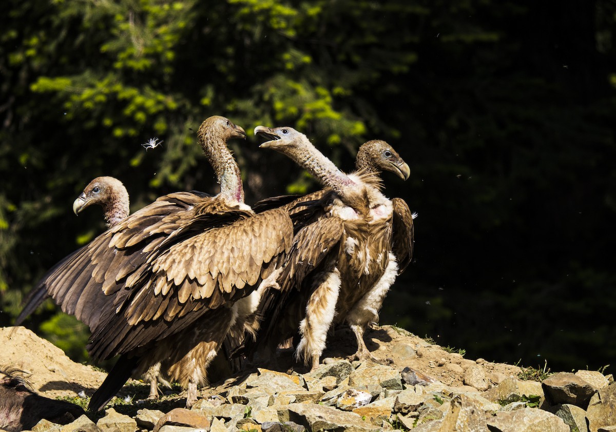 Himalayan Griffon - ML465736531