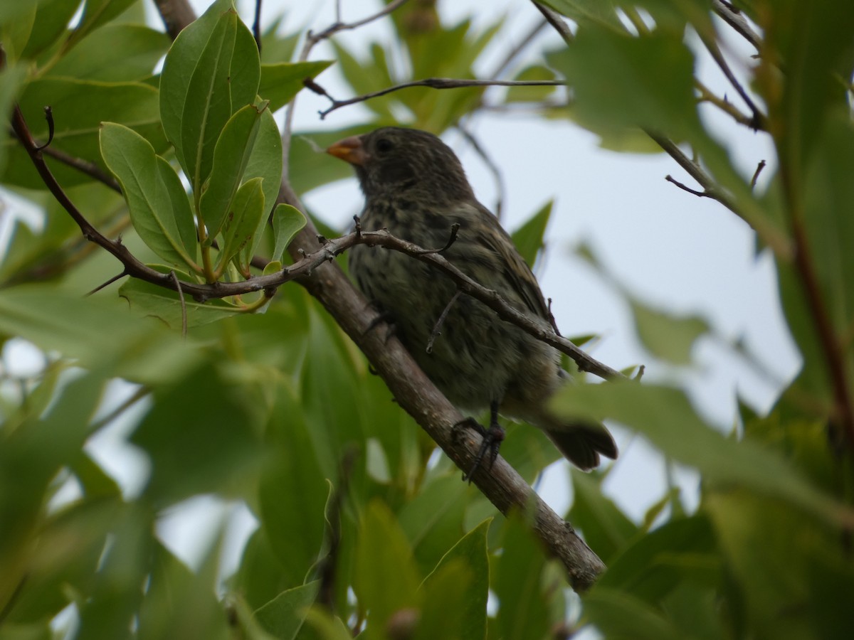 Small Ground-Finch - ML465736921