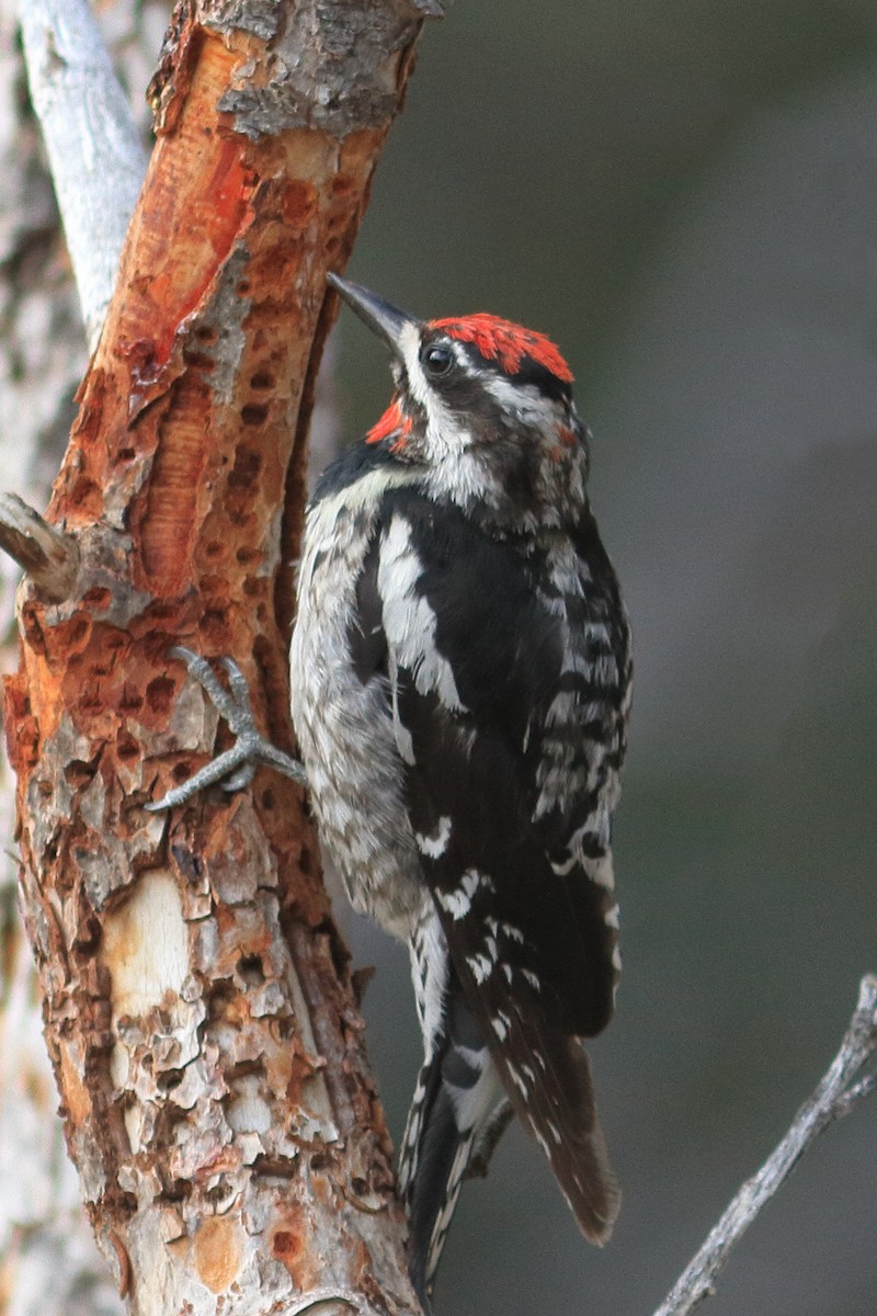 Red-naped Sapsucker - ML465737511