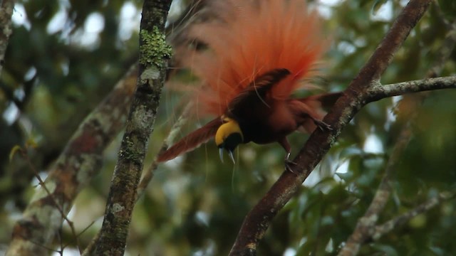 アカカザリフウチョウ - ML465738