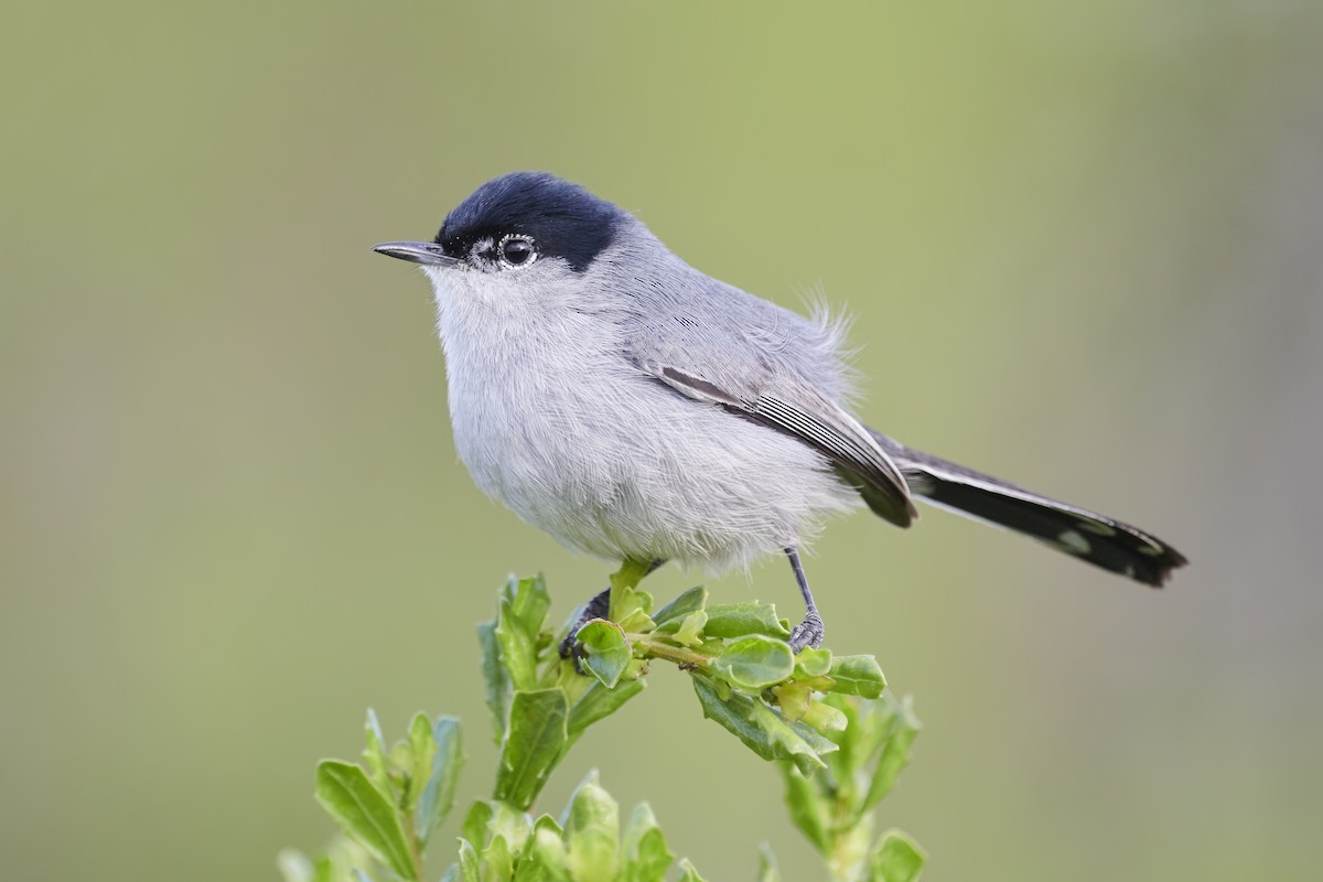 California Gnatcatcher - ML465738681