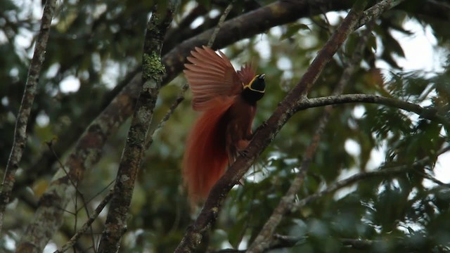 アカカザリフウチョウ - ML465739