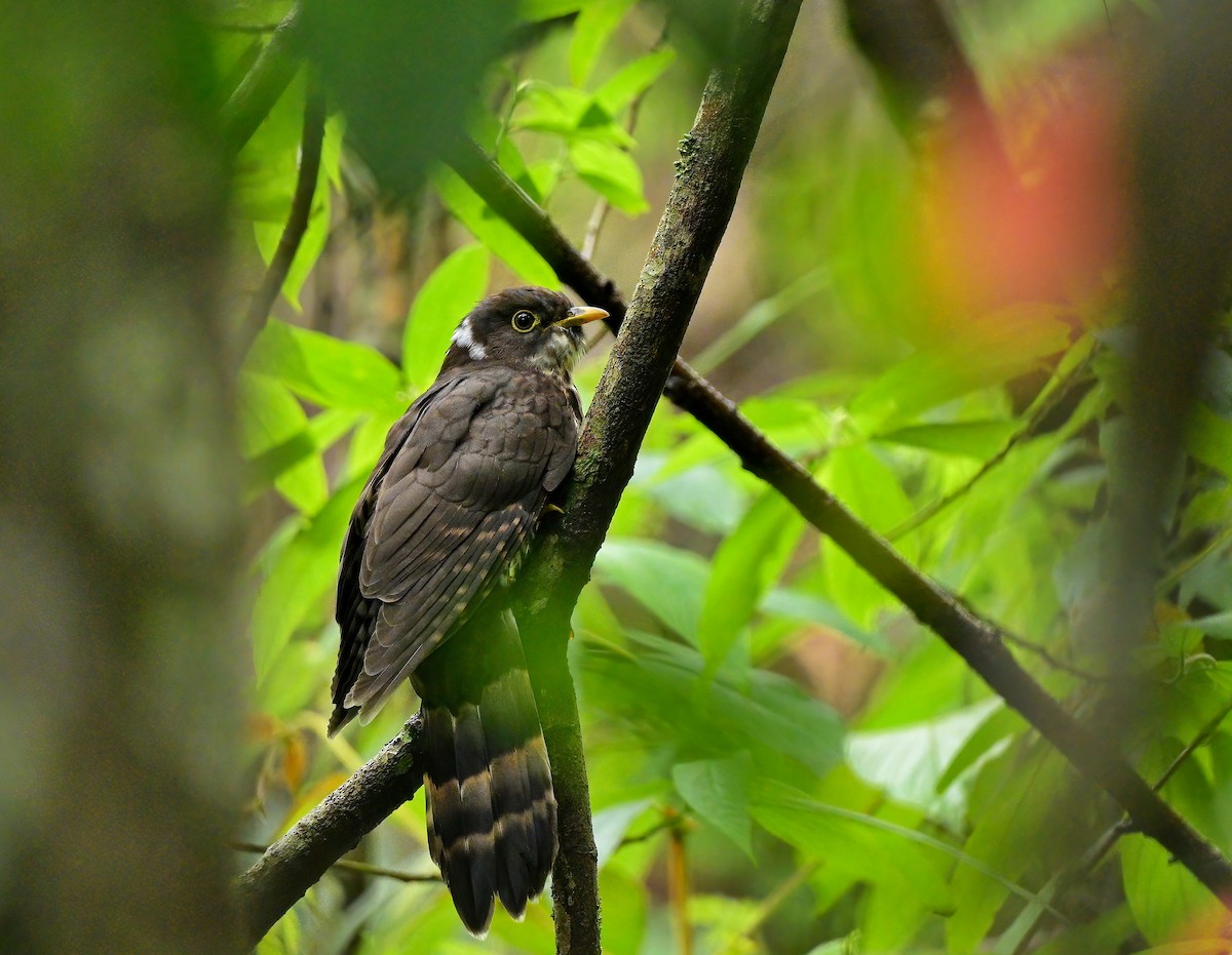 Dark Hawk-Cuckoo - Amar-Singh HSS