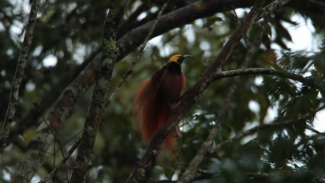 アカカザリフウチョウ - ML465740