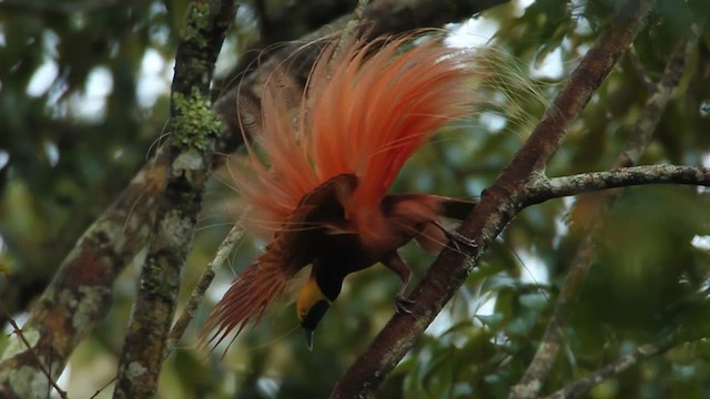 アカカザリフウチョウ - ML465741