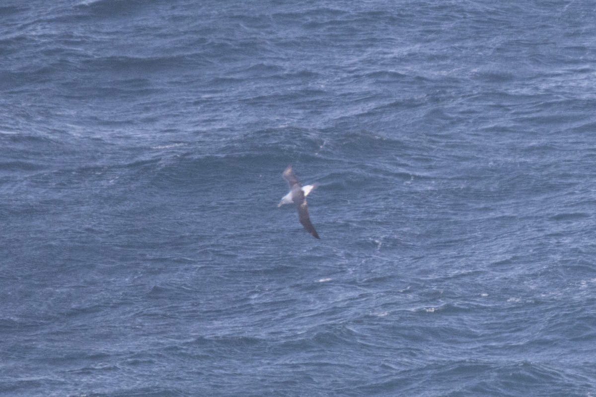 Albatros à cape blanche - ML465741221