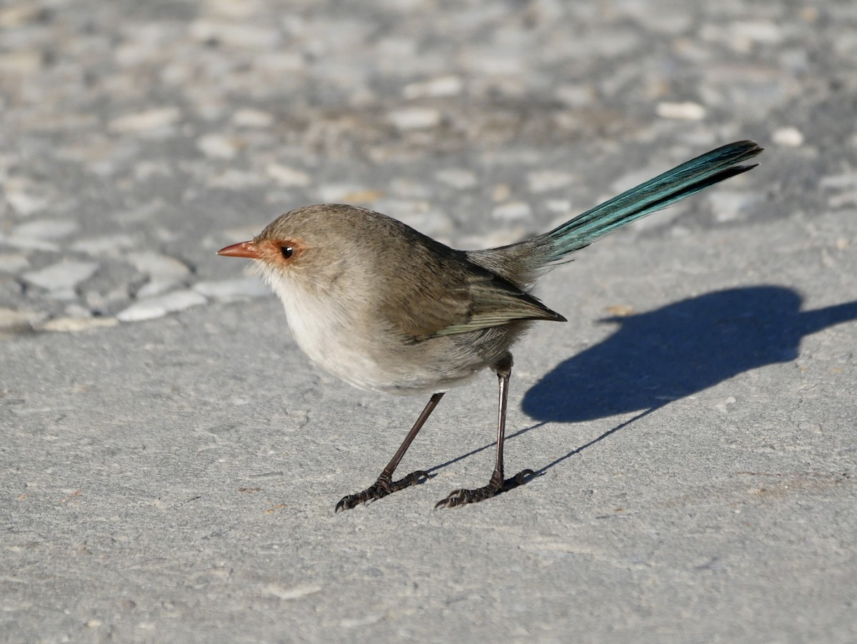 Splendid Fairywren - ML465742291