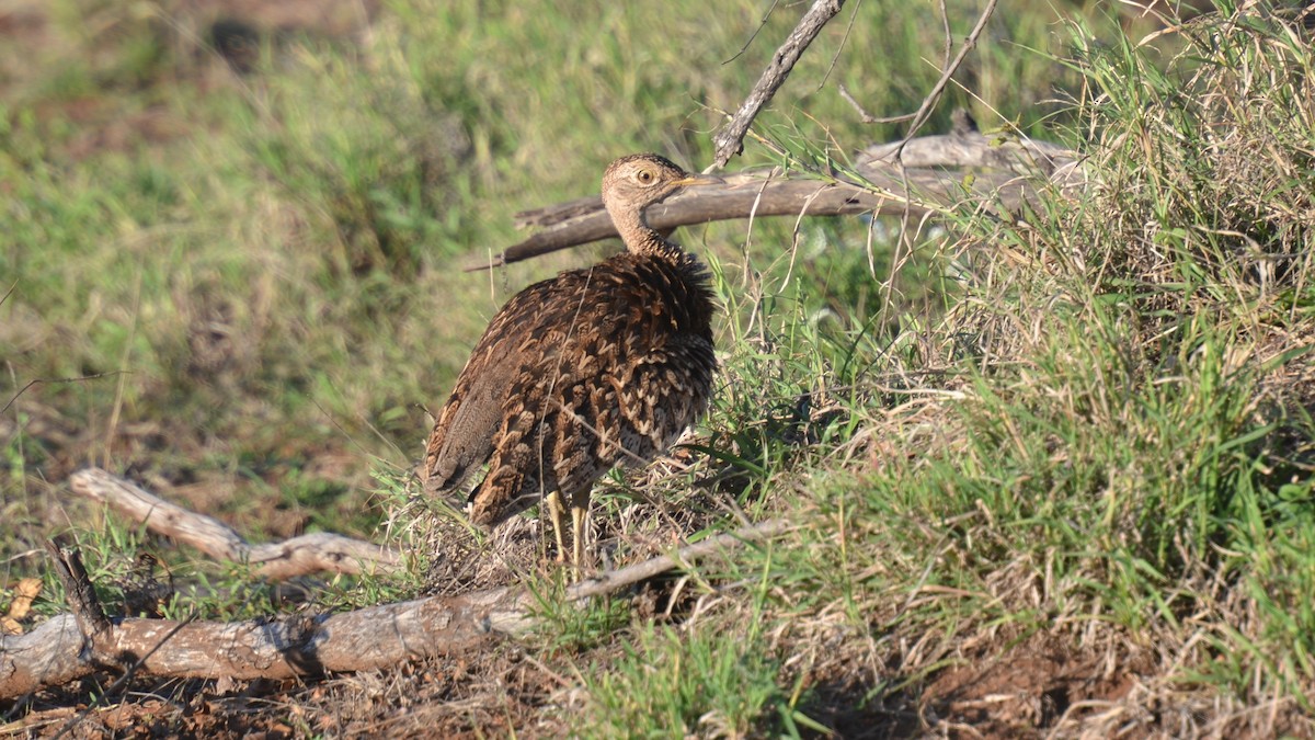Red-crested Bustard - ML465742701