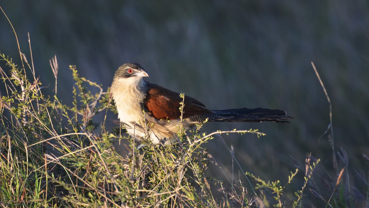 White-browed Coucal (Burchell's) - ML465742721