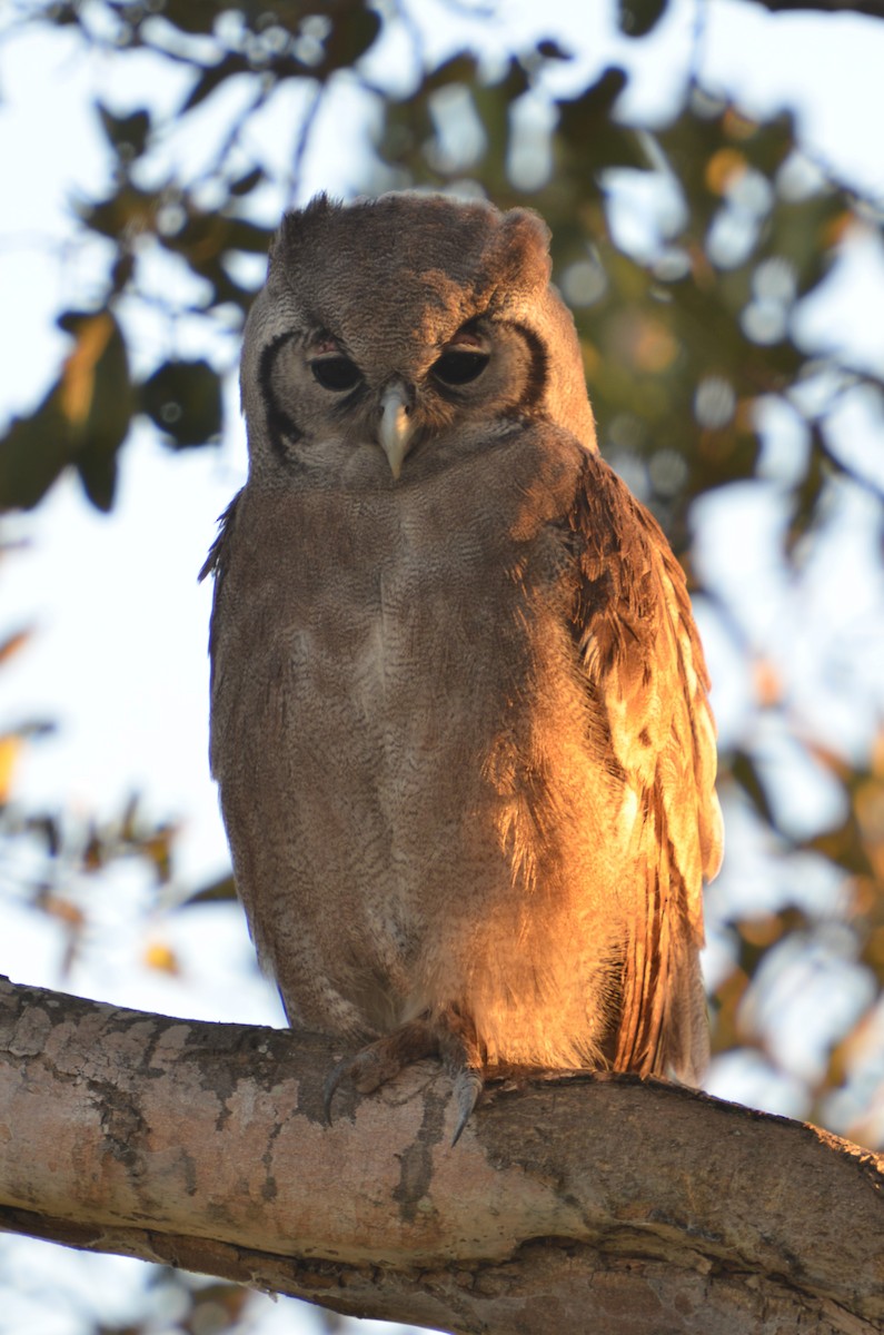 Verreaux's Eagle-Owl - ML465742741