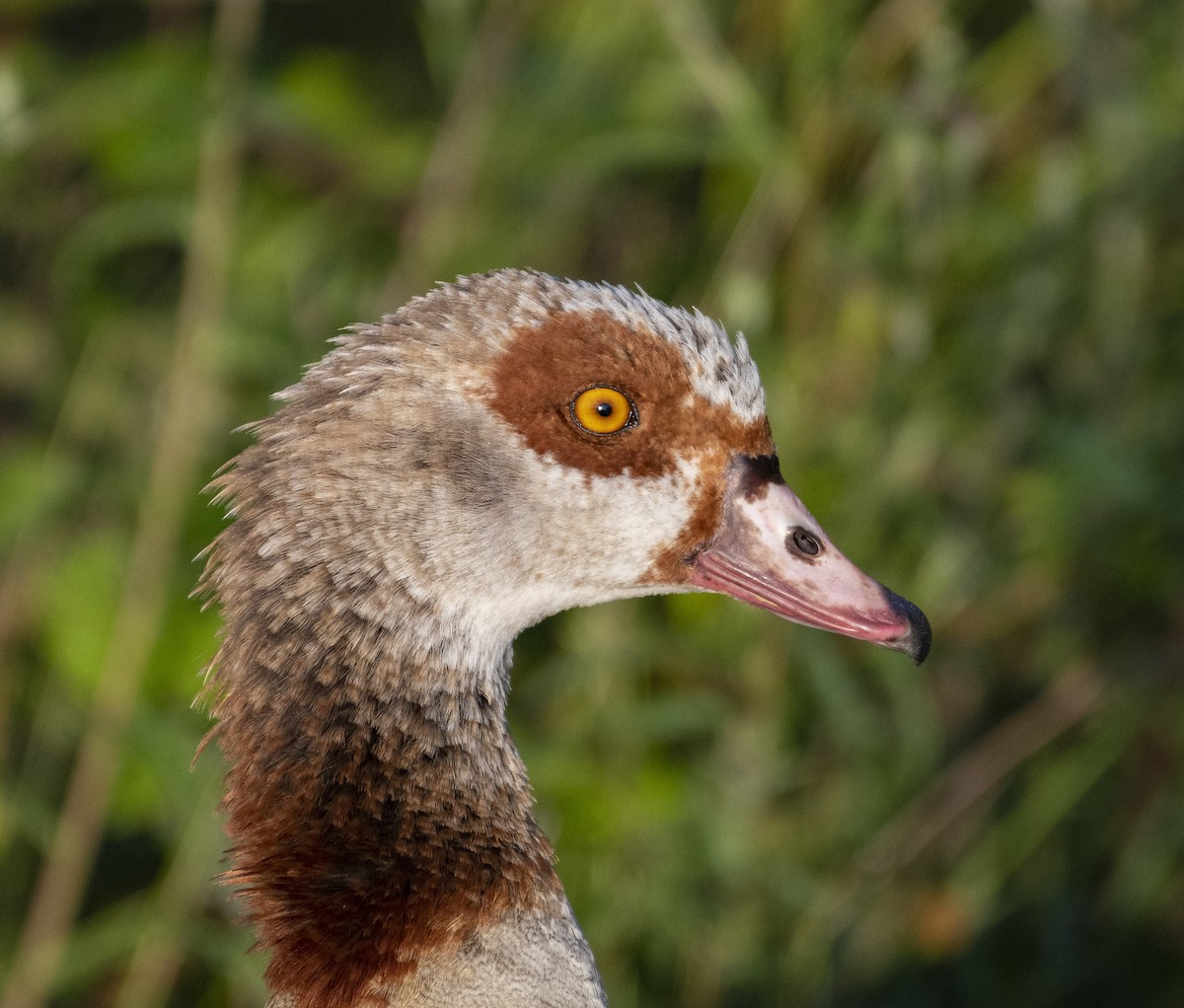 Egyptian Goose - ML465742761