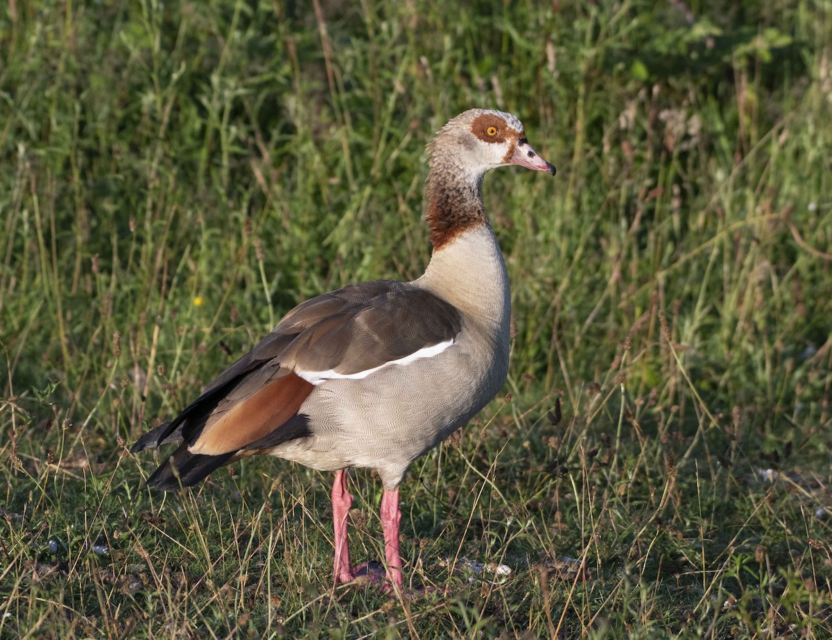 Egyptian Goose - ML465742771