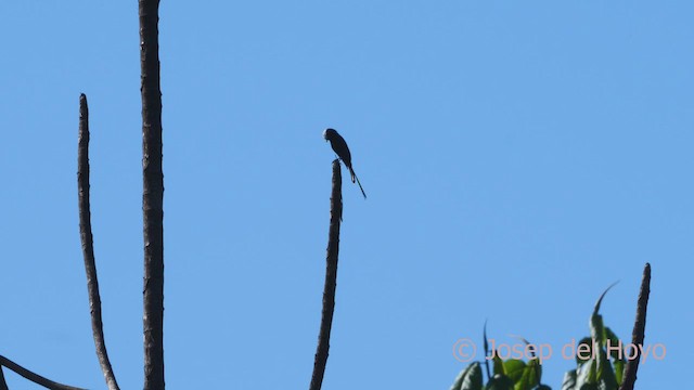 Long-tailed Tyrant - ML465743321