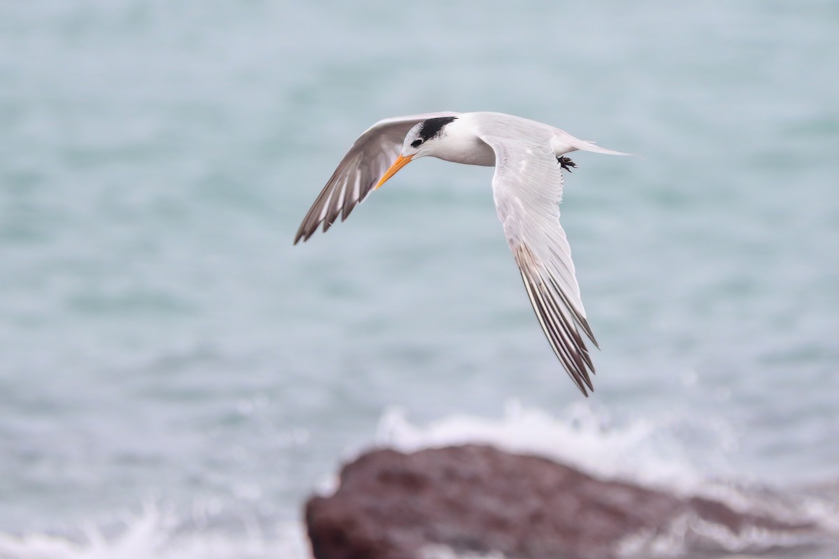 Lesser Crested Tern - ML465743441