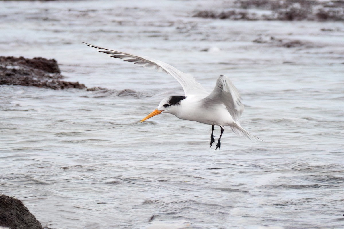 Lesser Crested Tern - Marian W