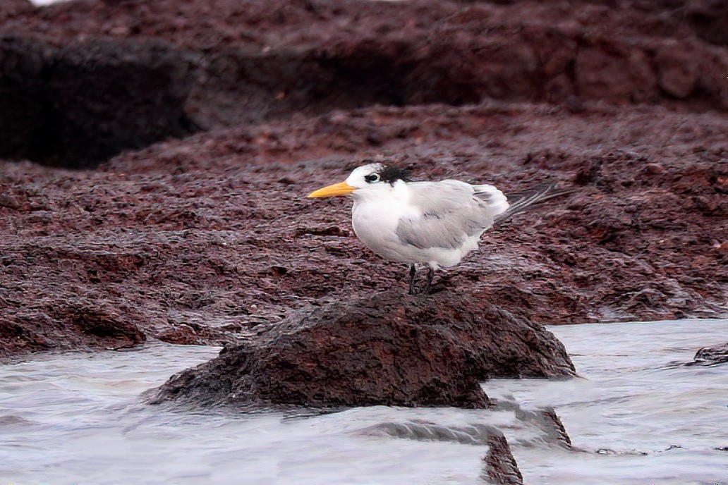 Lesser Crested Tern - Marian W