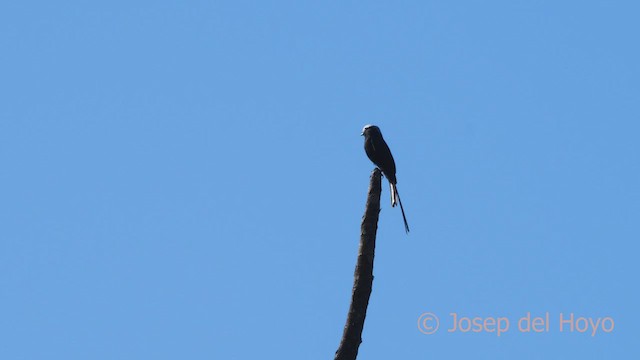 Long-tailed Tyrant - ML465743511