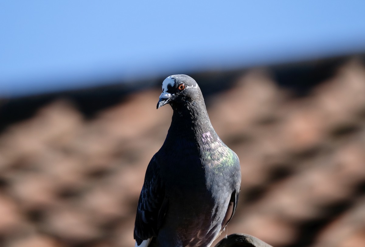 Rock Pigeon (Feral Pigeon) - ML465743631