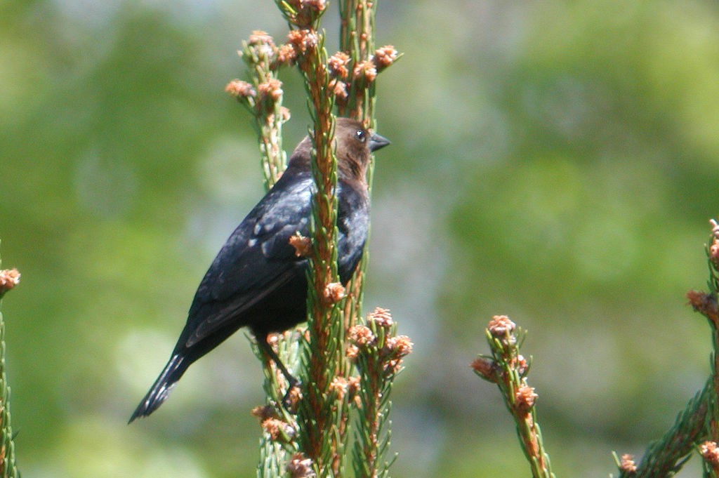 Brown-headed Cowbird - ML46574501